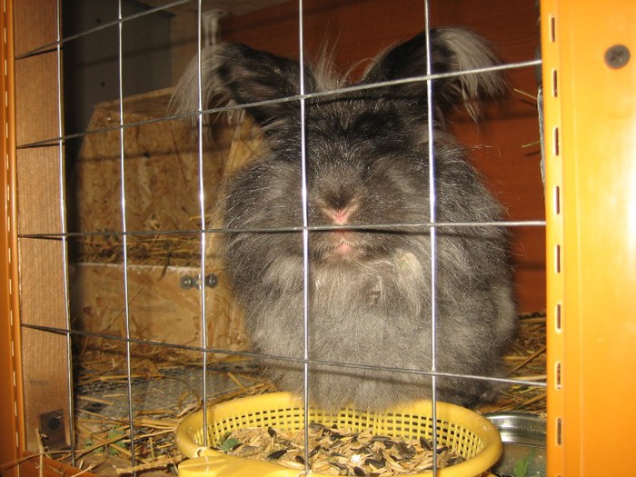 IMG_0139; English Angora
