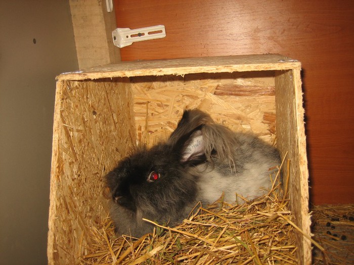 IMG_0153; English Angora
