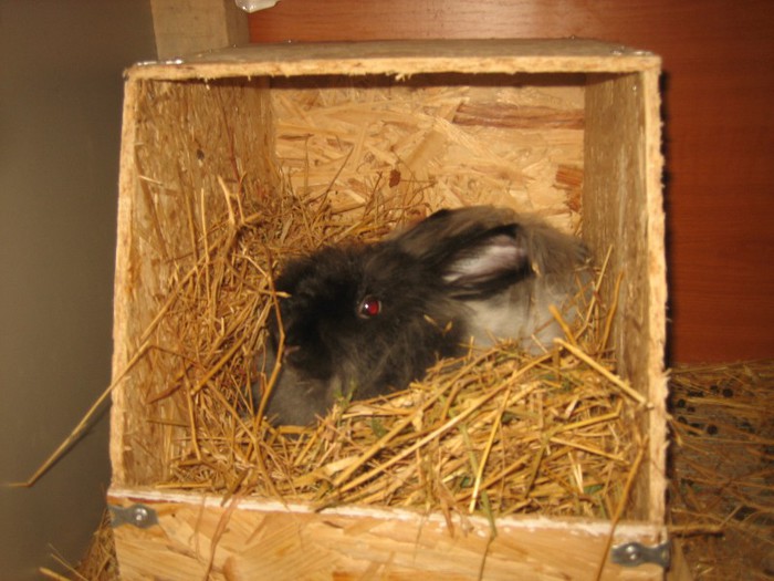 IMG_0155; English Angora

