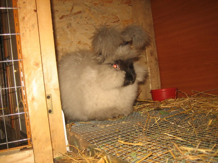 IMG_0126; Sable English Angora
