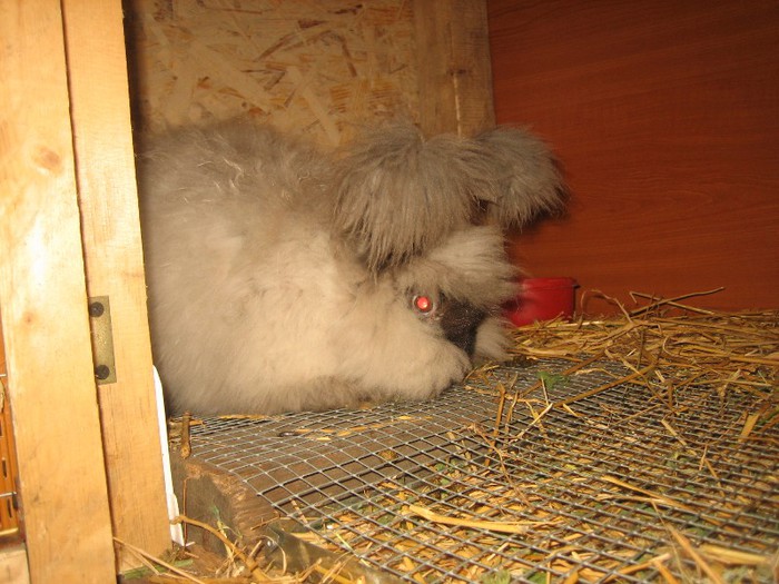 IMG_0127; Sable English Angora
