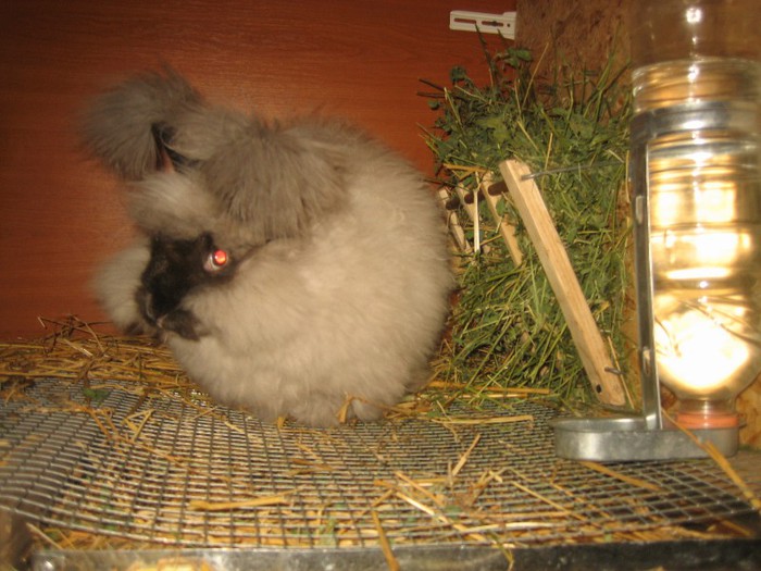 IMG_0128; Sable English Angora
