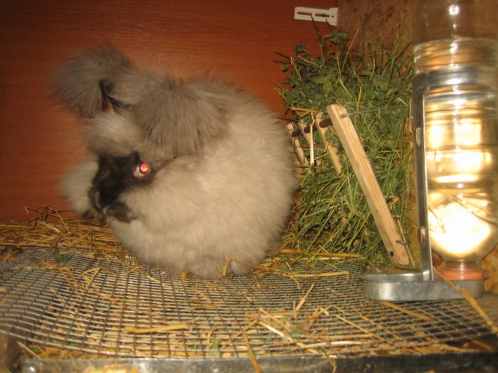 IMG_0128; Sable English Angora
