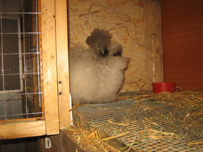 IMG_0132; Sable English Angora
