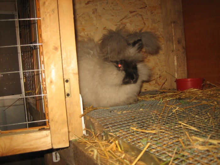 IMG_0134; Sable English Angora
