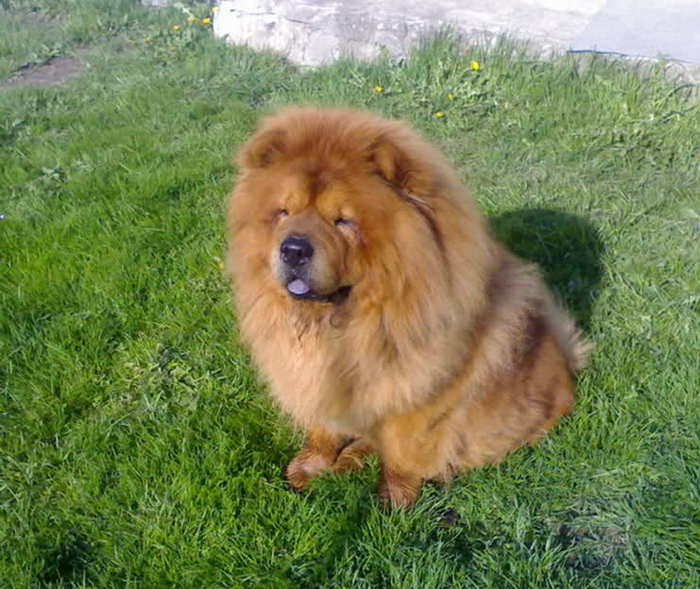 CHOW-CHOW - CIOBANESC CAUCAZIAN