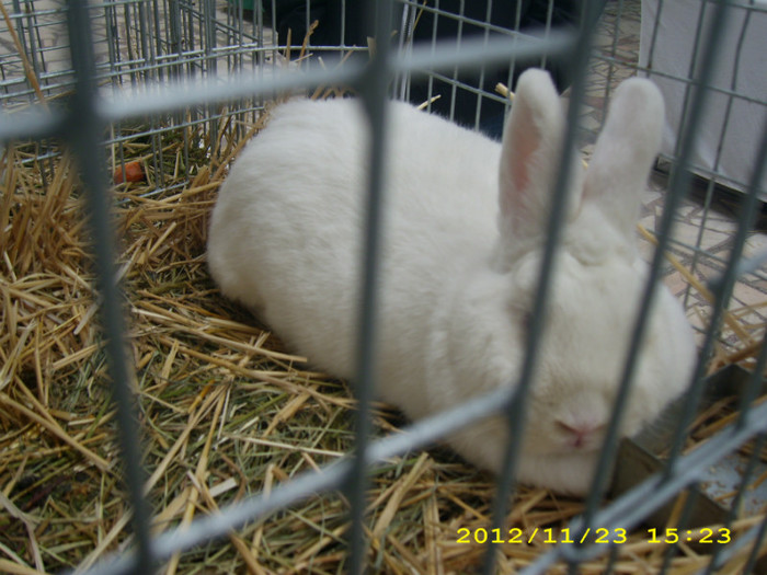 HDP_0069 - ASOCIATIA NAKO ORGANIZEAZA EXPOZITIA  CUPA BANATULUI EDITIA- 4- INTERNATIONALA IN 21-25 NOIEMBRIE 20