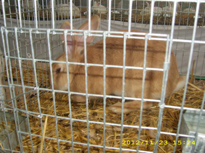 HDP_0071 - ASOCIATIA NAKO ORGANIZEAZA EXPOZITIA  CUPA BANATULUI EDITIA- 4- INTERNATIONALA IN 21-25 NOIEMBRIE 20