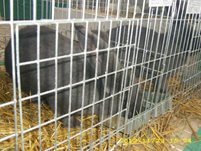 HDP_0072 - ASOCIATIA NAKO ORGANIZEAZA EXPOZITIA  CUPA BANATULUI EDITIA- 4- INTERNATIONALA IN 21-25 NOIEMBRIE 20