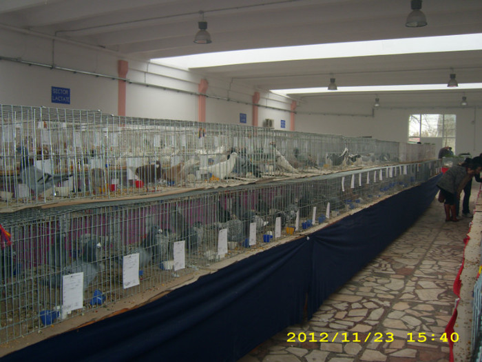 HDP_0131 - ASOCIATIA NAKO ORGANIZEAZA EXPOZITIA  CUPA BANATULUI EDITIA- 4- INTERNATIONALA IN 21-25 NOIEMBRIE 20