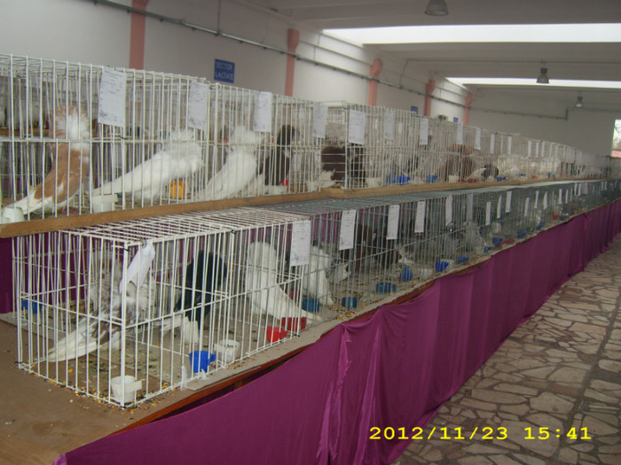 HDP_0132 - ASOCIATIA NAKO ORGANIZEAZA EXPOZITIA  CUPA BANATULUI EDITIA- 4- INTERNATIONALA IN 21-25 NOIEMBRIE 20