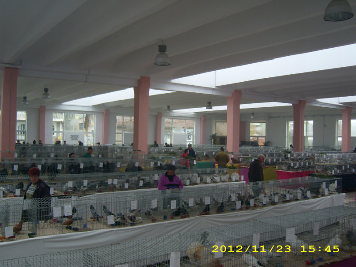 HDP_0155 - ASOCIATIA NAKO ORGANIZEAZA EXPOZITIA  CUPA BANATULUI EDITIA- 4- INTERNATIONALA IN 21-25 NOIEMBRIE 20