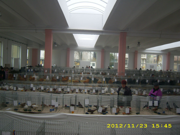 HDP_0156 - ASOCIATIA NAKO ORGANIZEAZA EXPOZITIA  CUPA BANATULUI EDITIA- 4- INTERNATIONALA IN 21-25 NOIEMBRIE 20