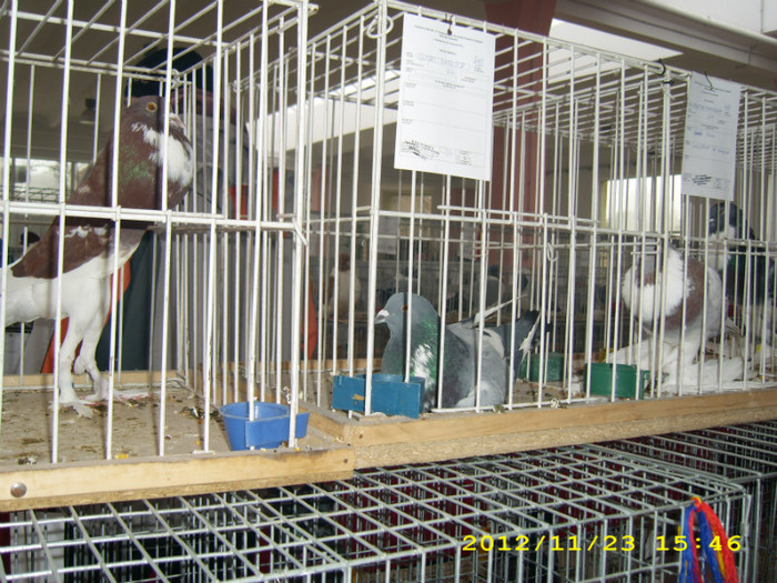 HDP_0157 - ASOCIATIA NAKO ORGANIZEAZA EXPOZITIA  CUPA BANATULUI EDITIA- 4- INTERNATIONALA IN 21-25 NOIEMBRIE 20