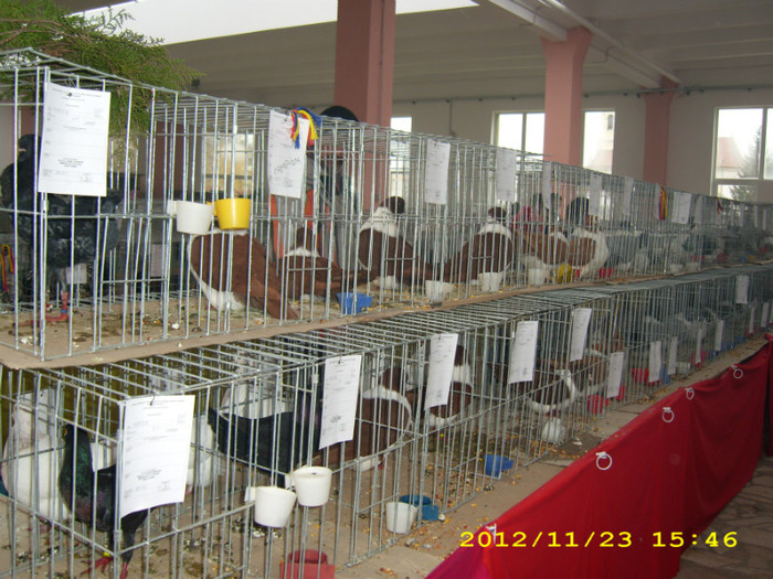 HDP_0158 - ASOCIATIA NAKO ORGANIZEAZA EXPOZITIA  CUPA BANATULUI EDITIA- 4- INTERNATIONALA IN 21-25 NOIEMBRIE 20