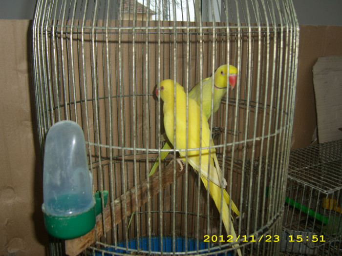 HDP_0188 - ASOCIATIA NAKO ORGANIZEAZA EXPOZITIA  CUPA BANATULUI EDITIA- 4- INTERNATIONALA IN 21-25 NOIEMBRIE 20