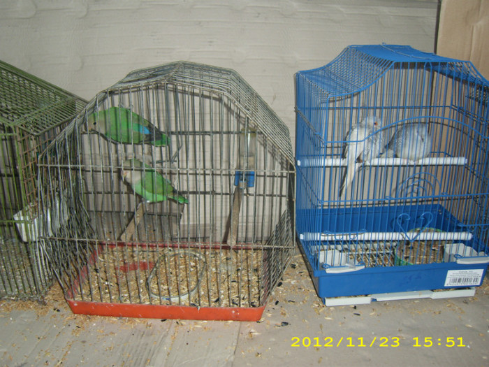 HDP_0189 - ASOCIATIA NAKO ORGANIZEAZA EXPOZITIA  CUPA BANATULUI EDITIA- 4- INTERNATIONALA IN 21-25 NOIEMBRIE 20