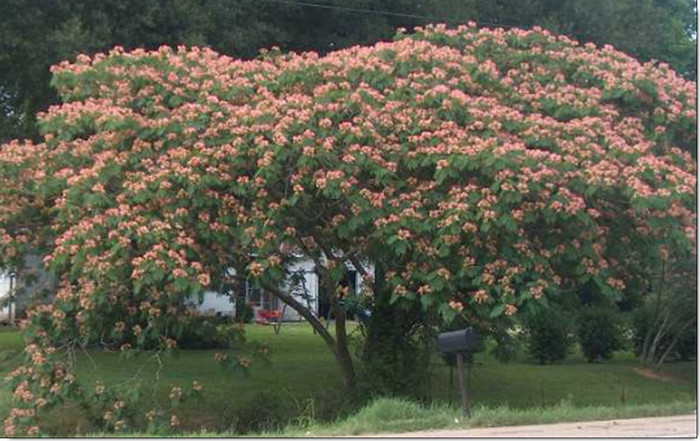 DCS 0011; Arborele de matase- albizia julibrissin
