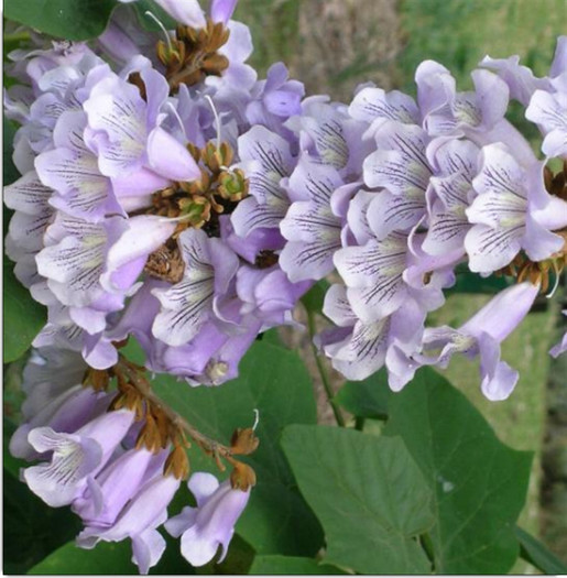 Flori paulownia; Flori paulownia
