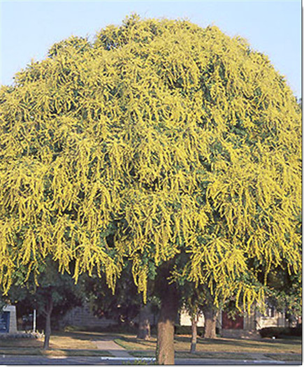 koelreuteria paniculata inflorit - 001-Schimb seminte