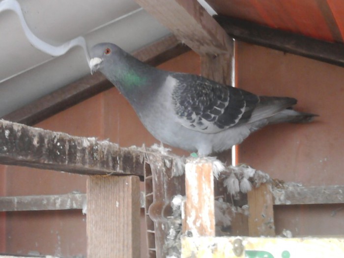 GUT M-2010 pierdut la zboruri