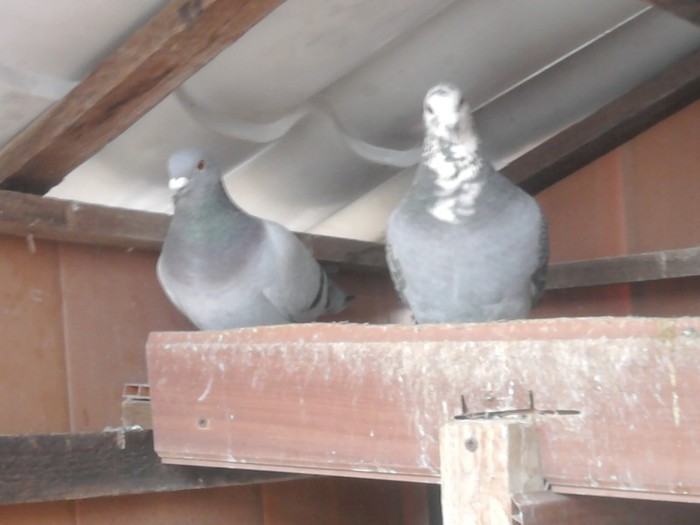 VANAT M-2010,,,LISTA F-2012