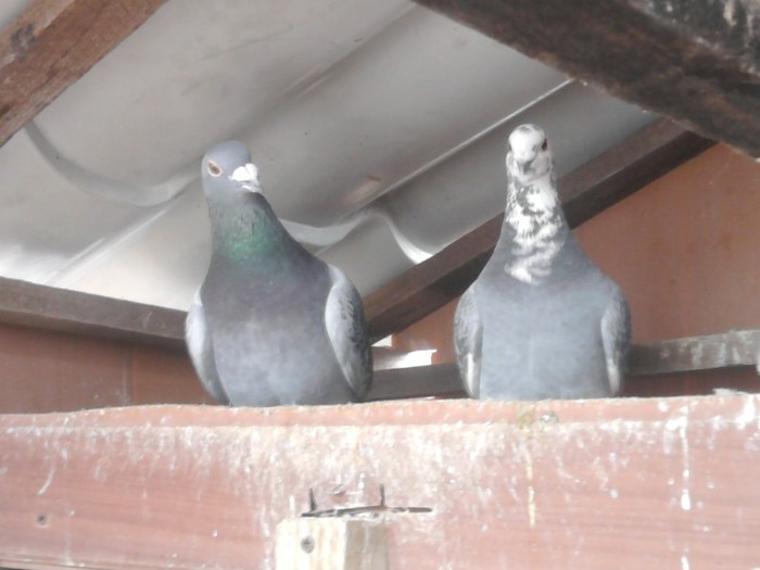 pereche GUT SU LISTA M-2010 F-2012 PIERDUT LA ZBORURI