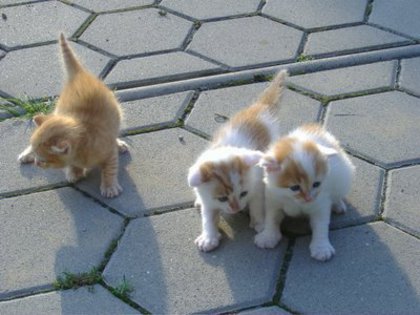 trei pisicute - pisicute