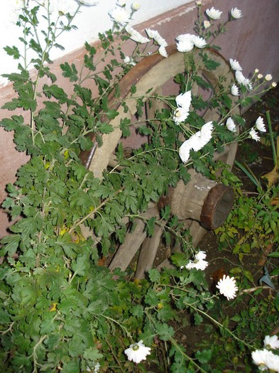 20.11.2012 - Crizanteme
