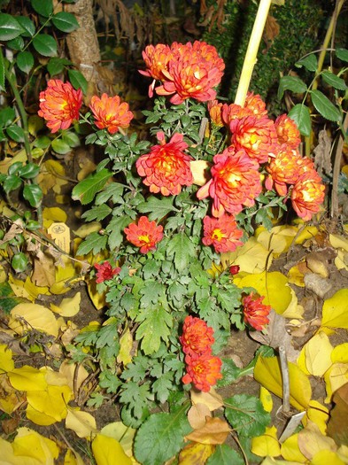 DSC09959 - Crizanteme