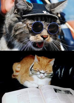 pisicute-cu-ochelari-foto_25_size1 - pisicute