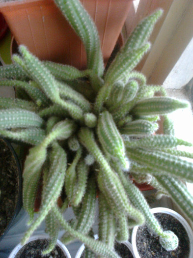 chamaecereus silvestrii