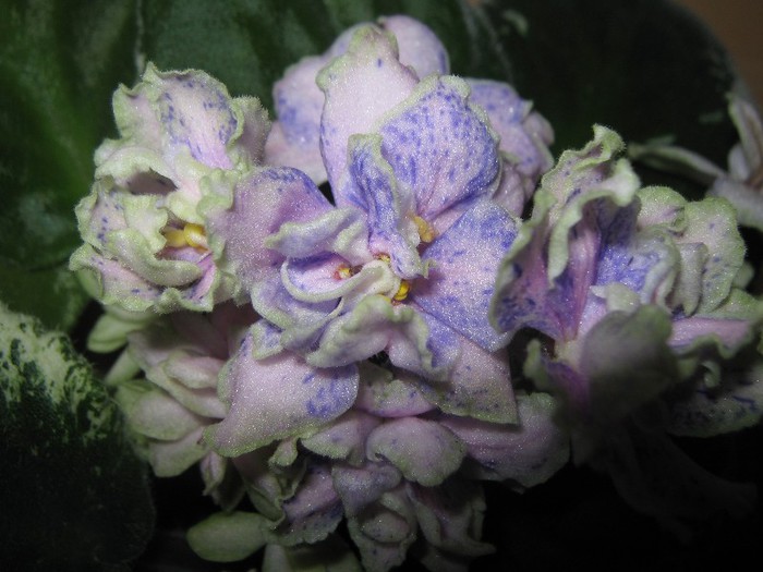 Ma's Taffy Swirl - violete 24 nov 2012