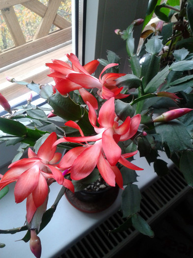 20121124_122958 - schlumbergera 2012