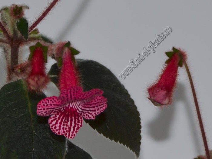 Kohleria Elise (ni); 2012

