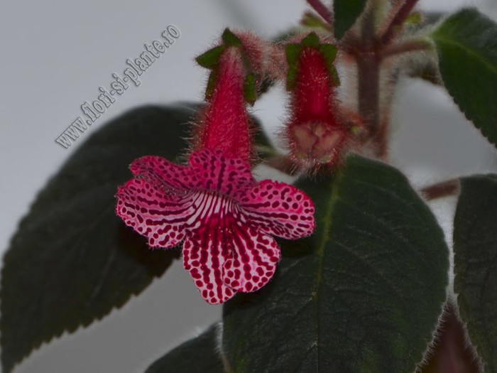 Kohleria Elise (ni); 2012
