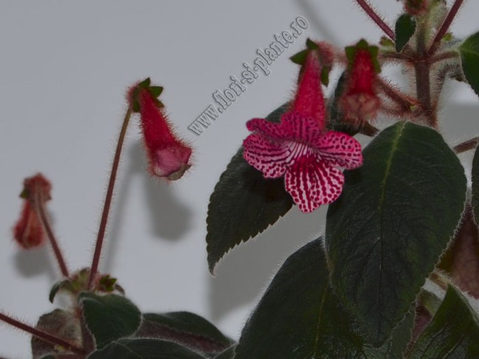 Kohleria Elise (ni); 2012
