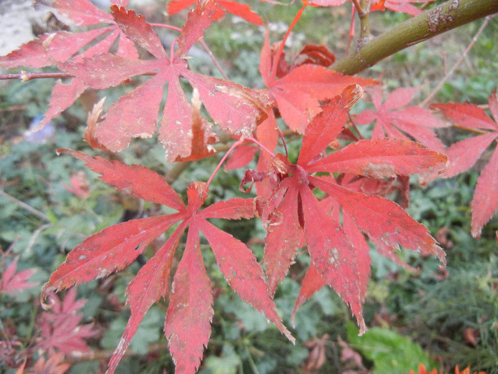 Acer palmatum Bloodgood (2012, Nov.22)