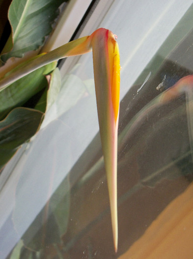 23.11.2012 - STRELITZIA - PASAREA PARADISULUI