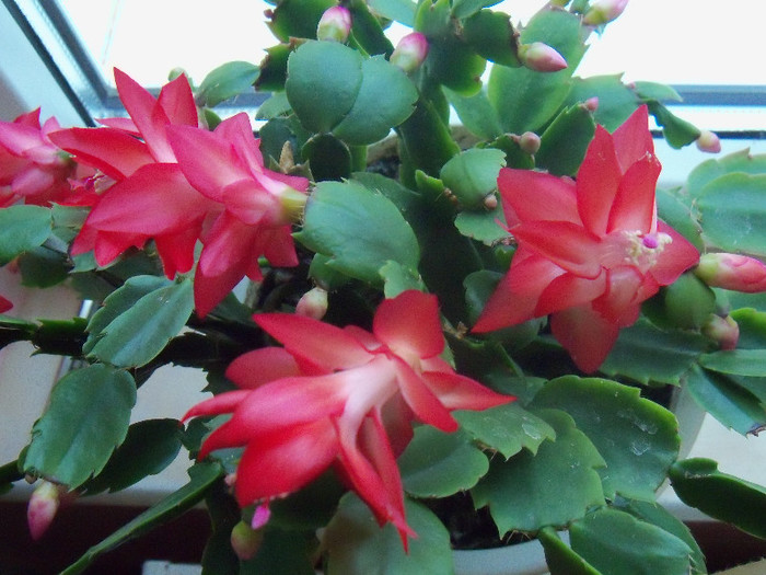 101_6035 - SCHLUMBERGERA TRUNCATA