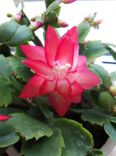 101_6036 - SCHLUMBERGERA TRUNCATA