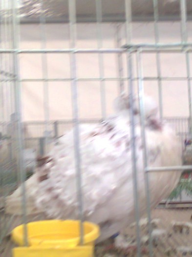  - Expo Bistrita Nasaud