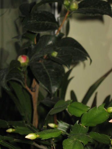 018 - camellia japonica