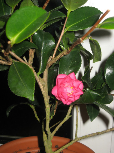 camelia ciclam.jpg