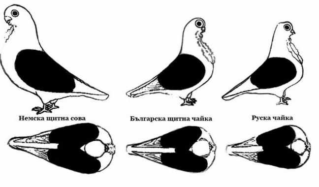 5 - Pescarusii Bulgaresti