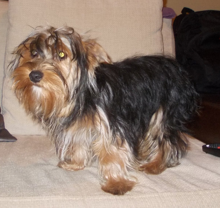 Picture 125 - yorkshireTerrier