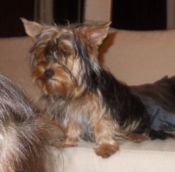 Picture 127 - yorkshireTerrier