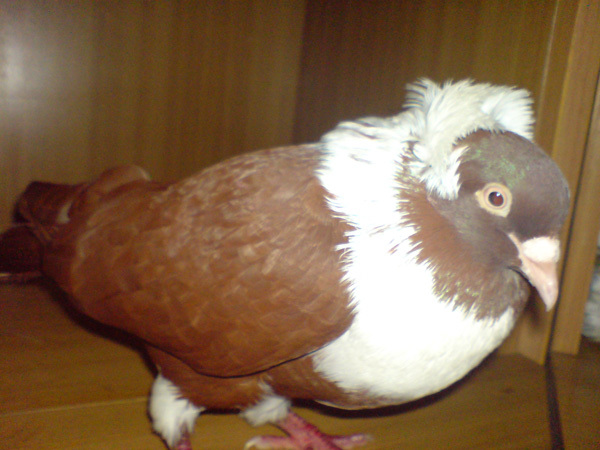 8 - Zburatorii de Chirpan Serbia