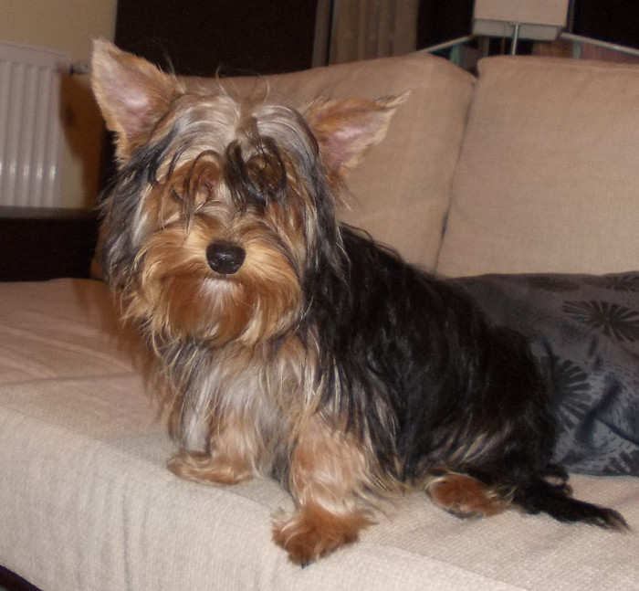 Picture 132 - yorkshireTerrier