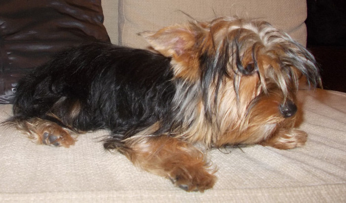 Picture 135 - yorkshireTerrier